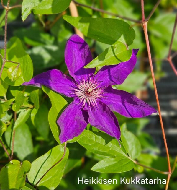 Loistokaerhoe-clematis-president