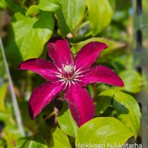 Loistokaerhoe-clematis-westerplatta