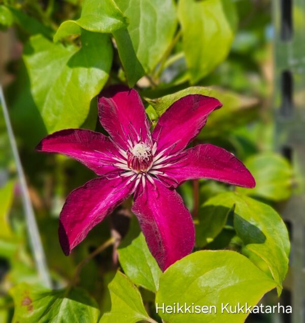 Loistokaerhoe-clematis-westerplatta
