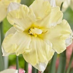 Narsissi-narcissus-Cassata