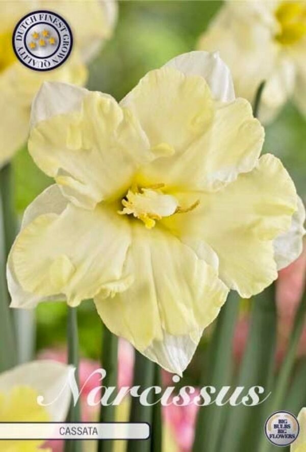 Narsissi-narcissus-Cassata