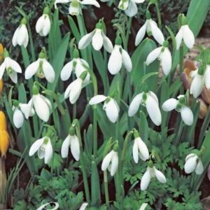 Puistolumikello-Galanthus-nivalis