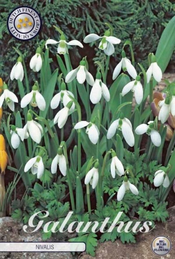 Puistolumikello-Galanthus-nivalis