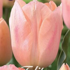 tulppaani-apricot-beauty
