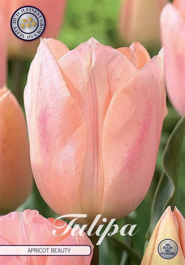 tulppaani-apricot-beauty
