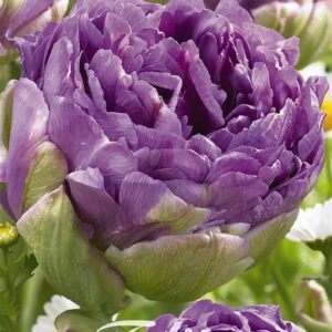 tulppaani-blue-wow