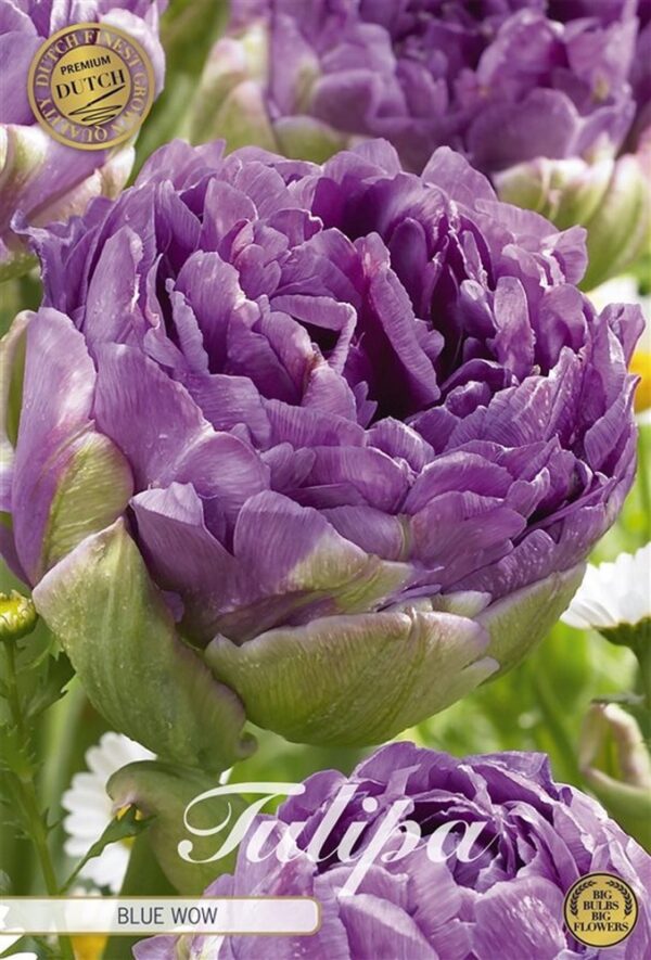 tulppaani-blue-wow