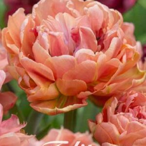 tulppaani-copper-image