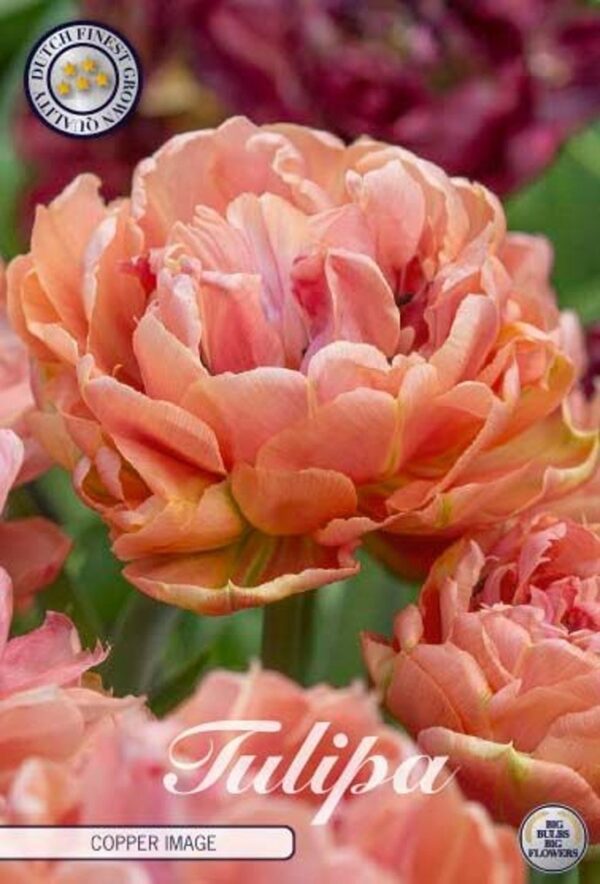 tulppaani-copper-image