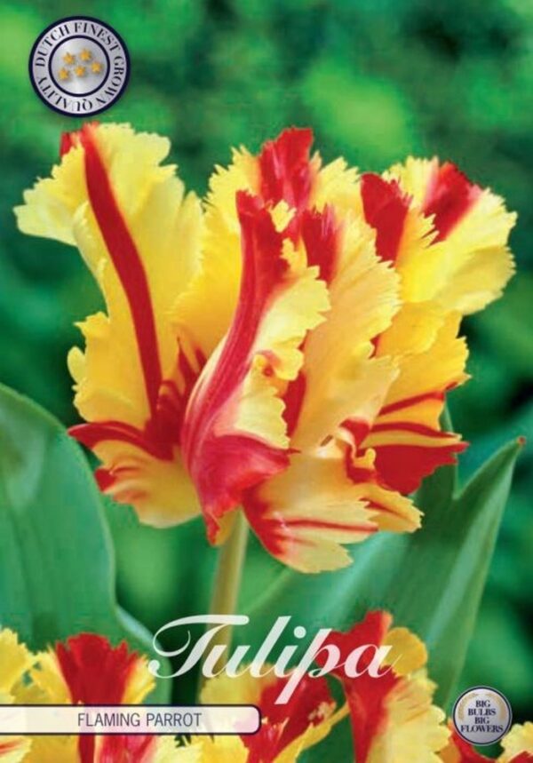 tulppaani-flaming-parrot