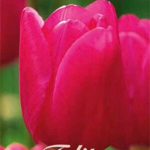tulppaani-pink-ardour
