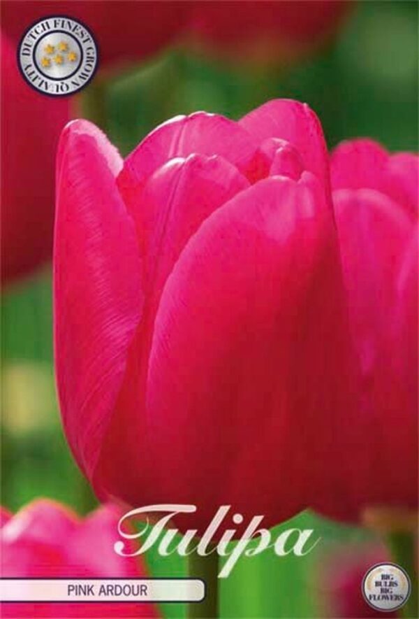tulppaani-pink-ardour