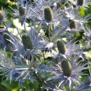 alppipiikkiputki-13-2