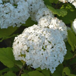 flowerwow-pallohortensia2