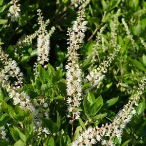 hummingbird-valkokletra