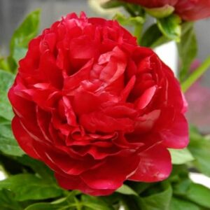 hyridipioni-Paeonia-Henry-Bockstoce-D-
