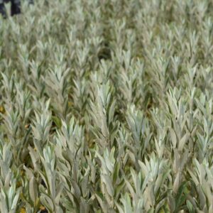 iceberg-alley-vanupaju3