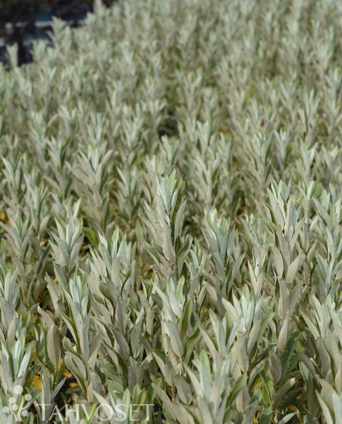 iceberg-alley-vanupaju3