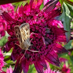 isotaehtiputki-mouling-5348-2