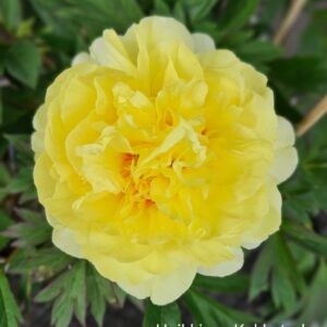 Itoh-pioni-barzella-paeonia