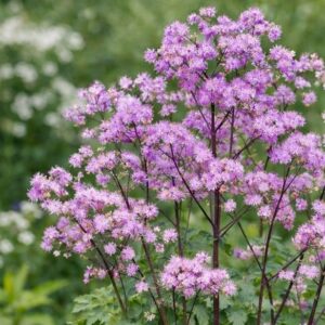 Jaloangelma-hewitts-double