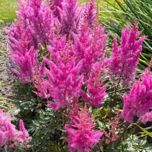 Jaloangervo-Astilbe-Nemo