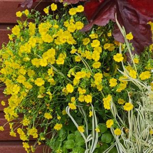 Kultahippu-mecardonia