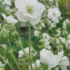 Kylakurjenpolvi-Geranium-Laura-