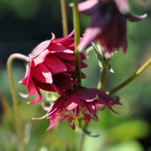 lehtoakileija-ryby-port-1927