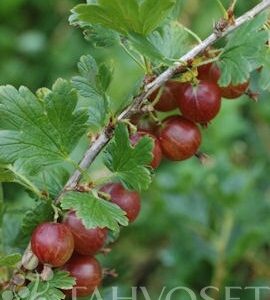 lepaan-punainen-karviainen-3