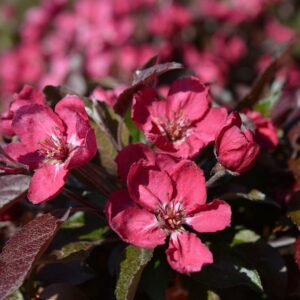 linnanmaki-purppuraomenapuu