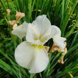 loistokurjenmiekka-butter-2828