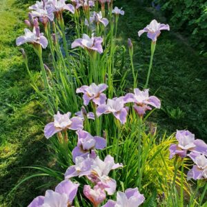 loistokurjenmiekka-dance-ballerina-4972-5