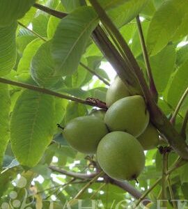 mantsurianjalopahkina2-2