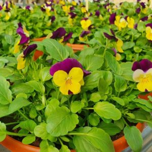 Orvokkivati-keltalila-2