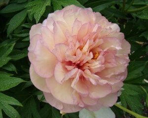 Paeonia-Scrumdidleumptious-Itoh-pioni