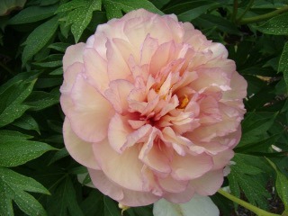 Paeonia-Scrumdidleumptious-Itoh-pioni