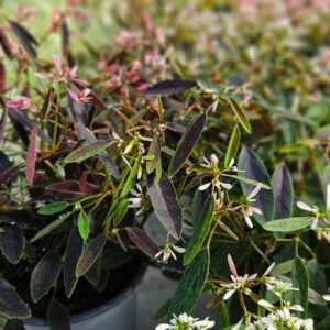 Poutapilvi-pink-of-shades