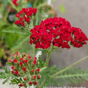 Punakarsamo-Laura-achillea