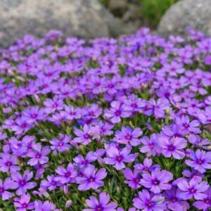 sammalleimu-purple-beauty