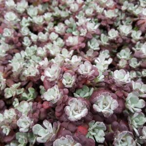 Sedum-Lusikkamaksaruoho-purpureum