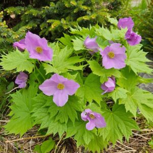 Sinikammen-glaucidium