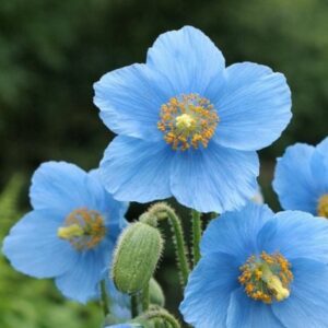 Sinivaleunikko-mecanopsis