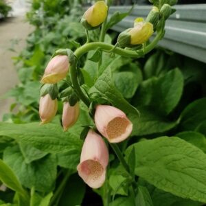Sormustinkukka-digitalis-apricot