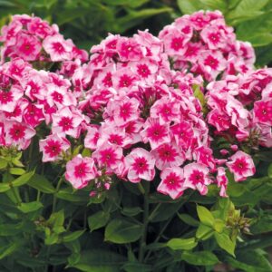Syysleimu-Phlox-Stars-and-Stripes-
