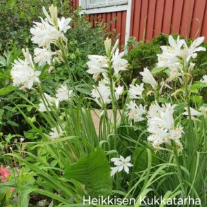 Tahkahietalilja-anthericum