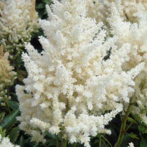 Tarhajaloangervo-Astilbe-Happy-Day-1-D