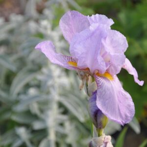 tarhakurjenmiekka-susan-bliss-2061