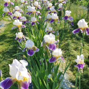 tarhakurjenmiekka-wabash-5653-2