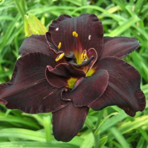 Tarhapaivanlilja-Hemerocallis-Bogeyman-